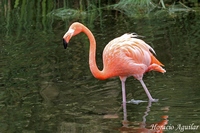   Phoenicopteridae